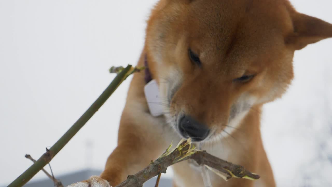 柴犬用慢动作啃树枝的特写。一只狗的特写镜头。柴犬在散步