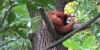 小熊猫、火狐或小熊猫在树上休息。