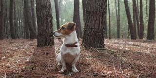 一只名叫杰克罗素梗的狗在松林里坐在针叶上，深情地看着夏天在营地的树林里日落的背景下散步的主人。可爱的狗,宠物