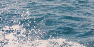跳跃的灰海豚飞溅的水，而游泳在一个清澈的蓝色的大海