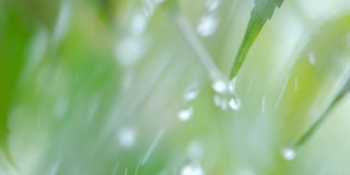 慢动作雨滴滴从绿叶蕨在下雨。特写水滴绿色叶子前景。微雨落在绿色植物叶子上。平静放松冥想和平的背景。