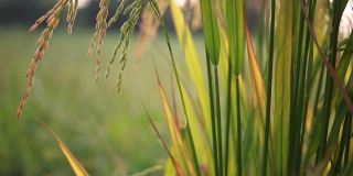 水稻/稻田耕作的日落景色
