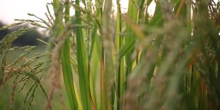 水稻有机农业