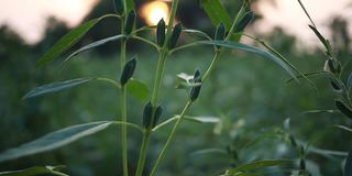 地里种着芝麻、铁树