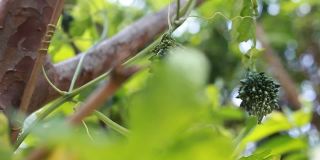 苦瓜/生卡累里拉的有机种植