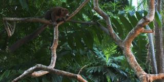 可爱的毛茸茸的狐猴Maki在树枝上摆动尾巴