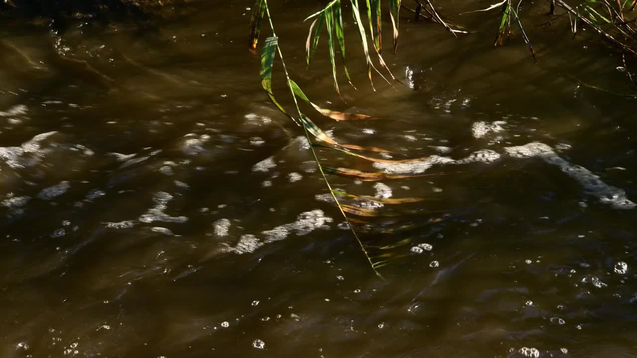 带着叶子的芦苇枝漂浮在河水泛滥的浊水中