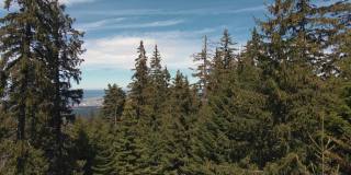 山区的针叶林。山顶山峦鸟瞰图茂密的绿色云杉林上的斜坡无人机打开在夏天日出和蓝天，云。新鲜和干净的空气。自然