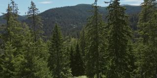 山顶山峦鸟瞰图茂密的绿色云杉林上的斜坡无人机打开在夏天日出和蓝天，云。山区的针叶林。新鲜和干净的空气。自然
