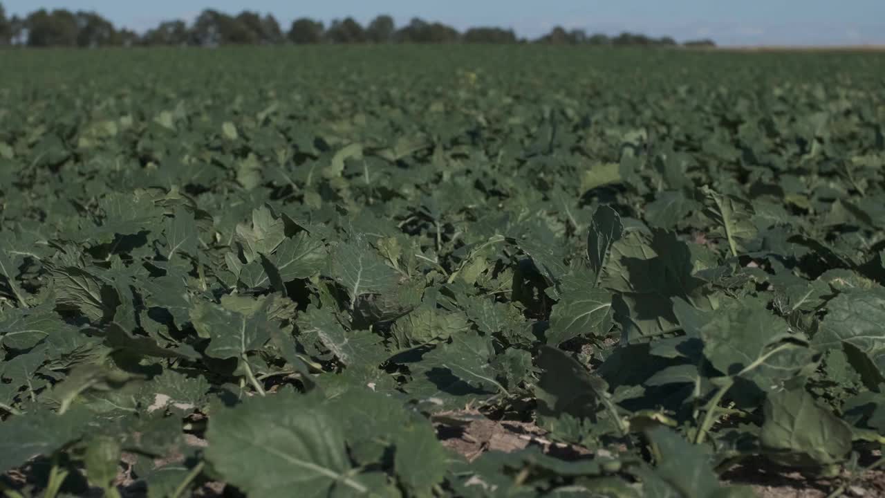 秋天，种植在农田里的茄子芽，拍摄了4k全景特写视频剪辑