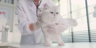 亚洲兽医在兽医诊所预约时为猫检查。在宠物医院，专业的女兽医站在检查台用听诊器工作，检查小动物小猫