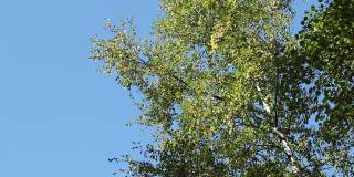 白桦树的树枝上带着绿色的叶子，映衬着明朗的蓝天，在强风中摇曳，为文字、复制留出空间。