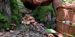 采摘蘑菇的女人的手