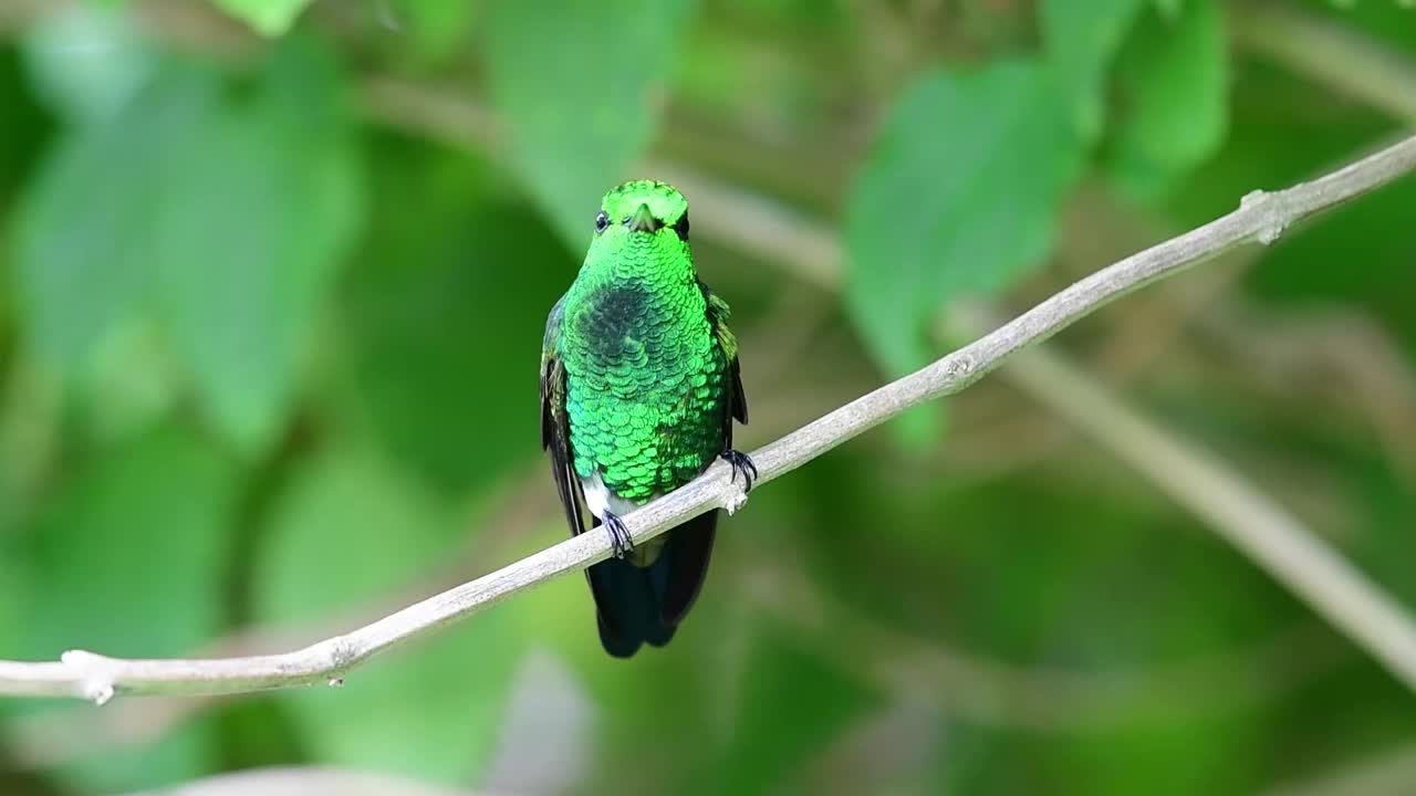 铜臀蜂鸟(阿玛西利亚烟草)在森林的树枝上梳理羽毛。