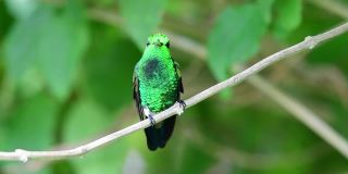 铜臀蜂鸟(阿玛西利亚烟草)在森林的树枝上梳理羽毛。