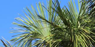 莫里切棕榈的树梢，树叶在蓝天的映衬下随风起舞。