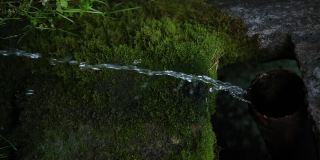 森林新鲜泉水，垂直视频