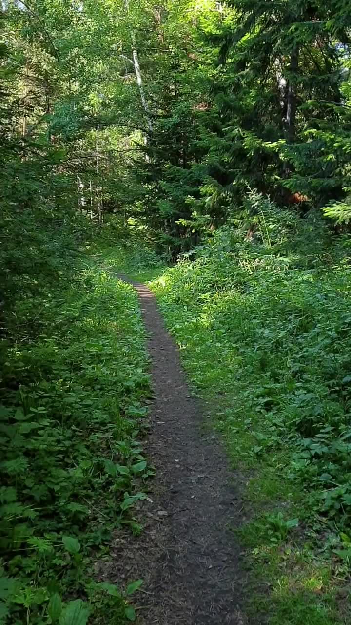 走在绿色森林小径上的个人视角。夏日徒步旅行者在森林小径上行走的观点。垂直