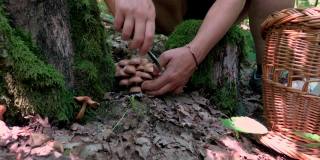 采摘蘑菇的女人的手