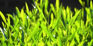 新鲜的绿草用露珠剪辑，露珠在绿草上的镜头，雨滴在绿草上的视频。特写镜头4 k