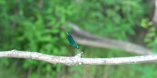长着蓝绿色翅膀的龙鸟在河上的树枝上。