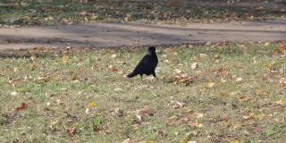 秋天的绿草地上，黄叶丛中，黑色的大乌鸦雄飞