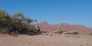 两个死树桩框定沙漠景观与红色山脉在背景相机移动通过死树航拍视频