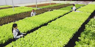 在温室里种植绿色沙拉和蔬菜。园丁们精心照料有机蔬菜。