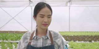 在温室里种植绿色沙拉和蔬菜。园丁们精心照料有机蔬菜。一位亚洲女园丁走在菜地里。