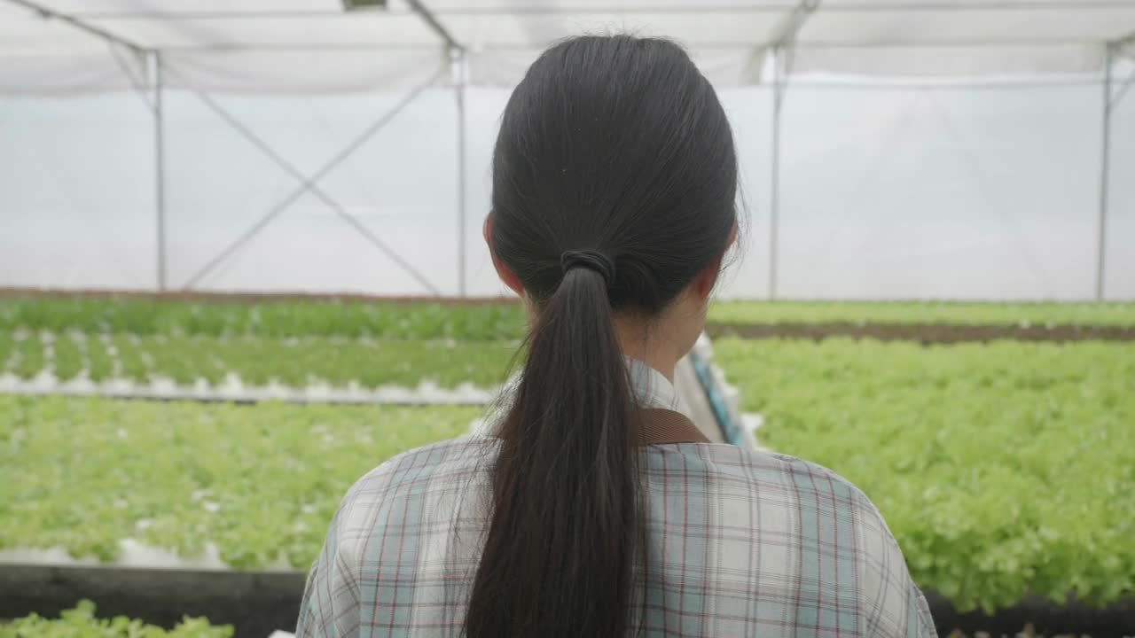 在温室里种植绿色沙拉和蔬菜。园丁们精心照料有机蔬菜。一位亚洲女园丁走在菜地里。