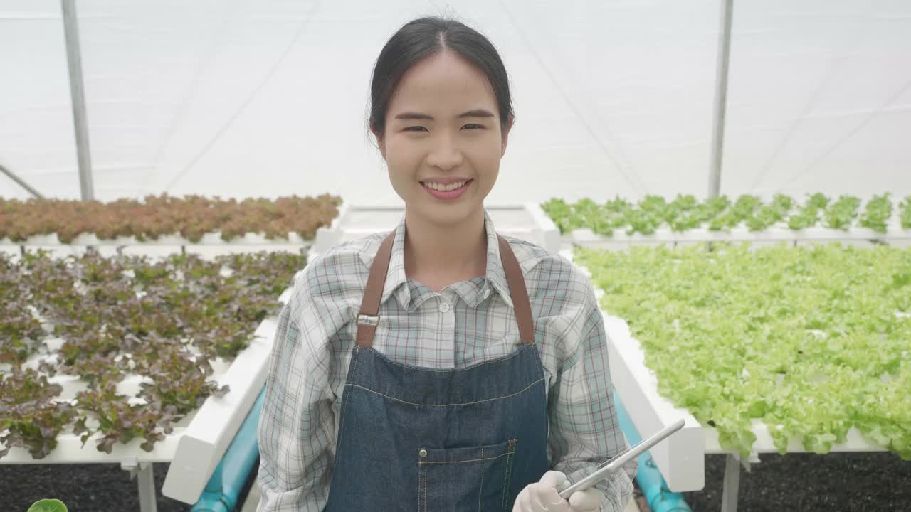 在温室里种植绿色沙拉和蔬菜。园丁们精心照料有机蔬菜。一位亚洲女园丁走在菜地里。