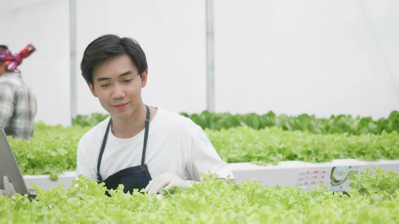 在温室里种植绿色沙拉和蔬菜。园丁们精心照料有机蔬菜。