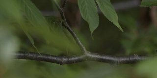 日本鼠蛇沿着树枝滑动。