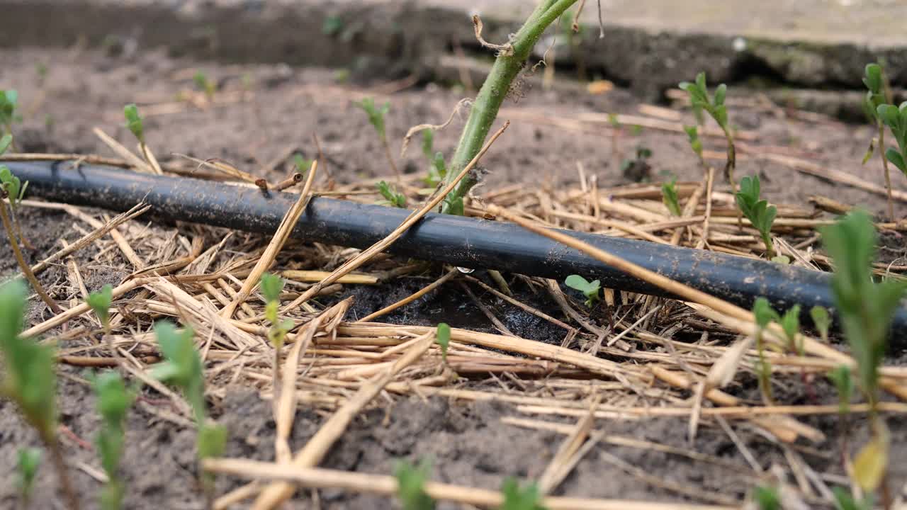 植物的滴灌。水滴到农场使用的滴灌系统上，一滴一滴地节约用水