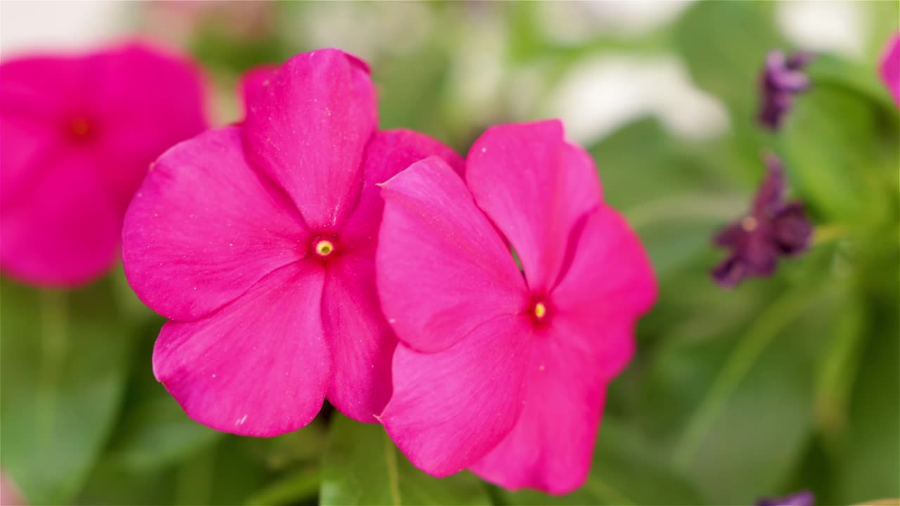 Catharanthus roseus, Vinca rosea, Ammocallis rosea, Lochnera rosea，通用名Vinca from Madagascar, old maid flower