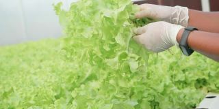 在温室里种植绿色沙拉和蔬菜的水培法。园丁们精心照料有机蔬菜。