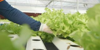 在温室里种植绿色沙拉和蔬菜的水培法。园丁们精心照料有机蔬菜。