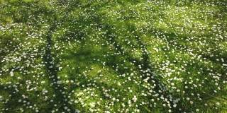 这是一幅在天顶拍摄的绿色田野上随风飘动的白色雏菊的画面