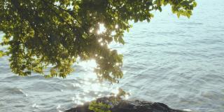 阳光倒映在水面上，从树叶上看。明亮的太阳光。光在树叶上的反射。苏黎世。