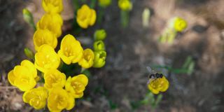 蜜蜂从美丽的黄色野花上收集花粉