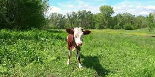 绿草地上的小牛