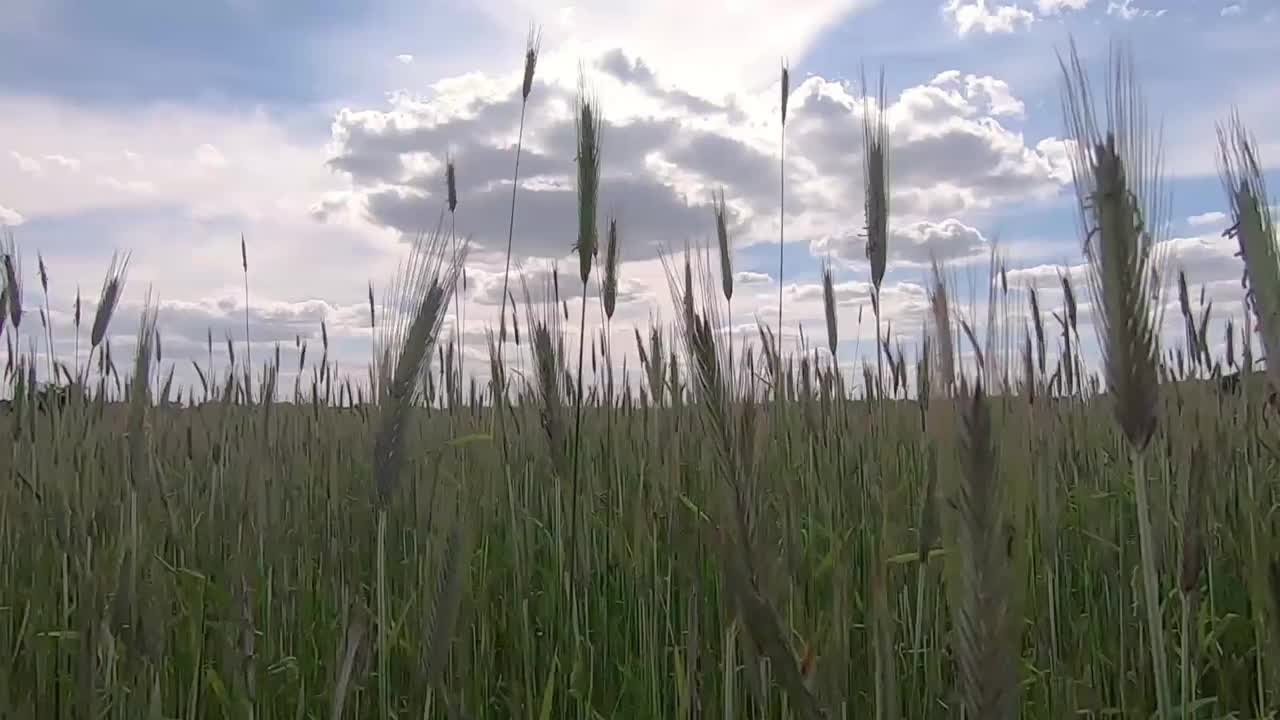 走在未成熟的绿色小麦田里