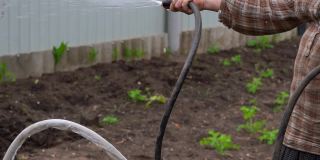 女人的手用软管浇灌花园的特写镜头。年长的女性向她的家庭求爱
