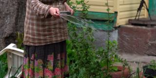 女人的手用软管浇灌花园的特写镜头。年长的女性向她的家庭求爱