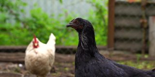 鸡站在乡下的一个乡下花园。特写一只鸡站在后院带鸡笼的棚子上。放养鸟类