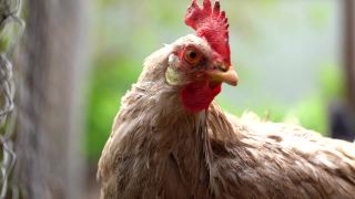 鸡站在乡下的一个乡下花园。特写一只鸡站在后院带鸡笼的棚子上。放养鸟类视频素材模板下载