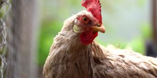 鸡站在乡下的一个乡下花园。特写一只鸡站在后院带鸡笼的棚子上。放养鸟类