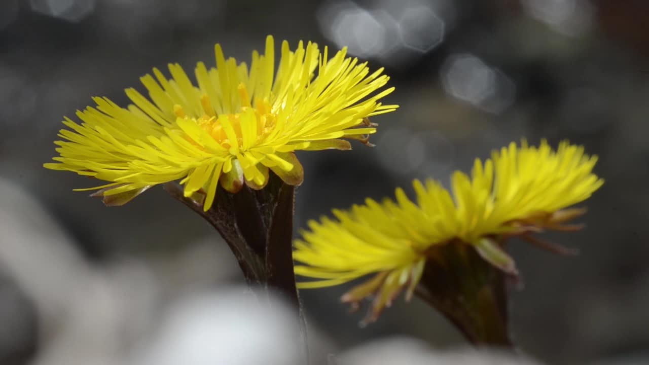 款冬，郁金香，花，特写，