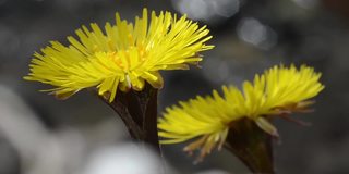 款冬，郁金香，花，特写，