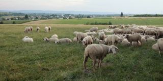 牧场上的美利奴母羊，羊群在夕阳下高大的草地上吃草